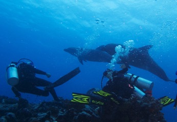 Rangiroa dolphins